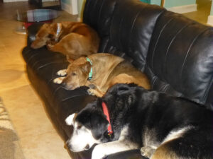 Leather Express _ Customer dogs on Leather Couch!